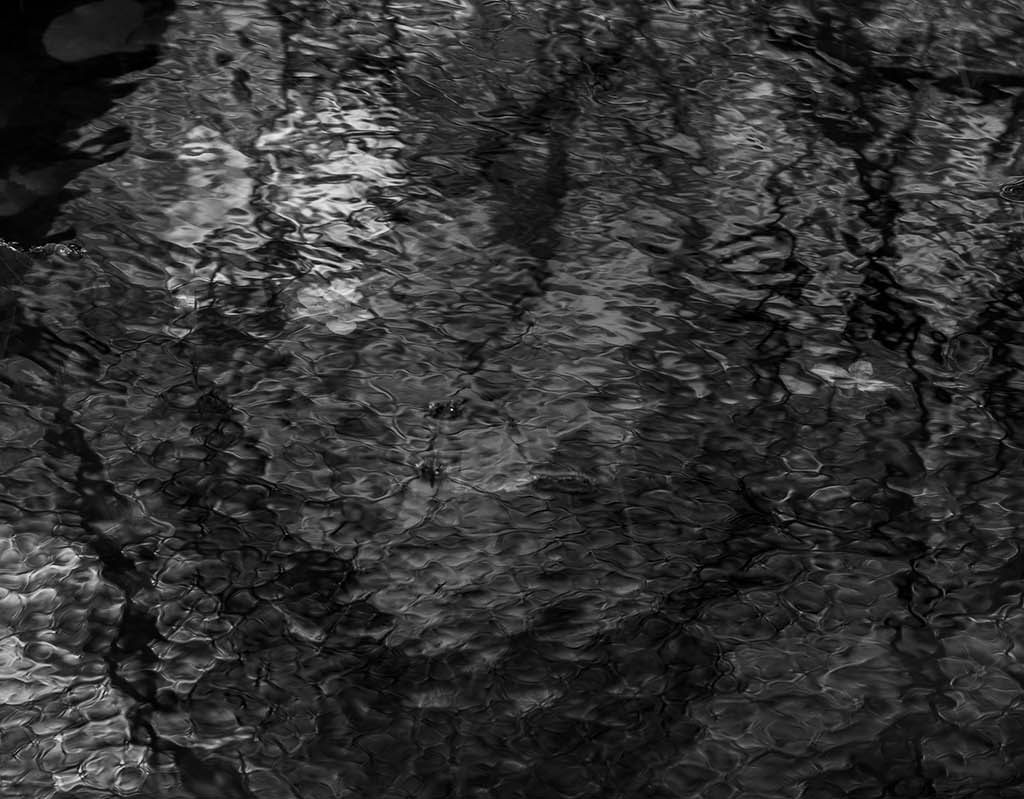 Biesbosch 1