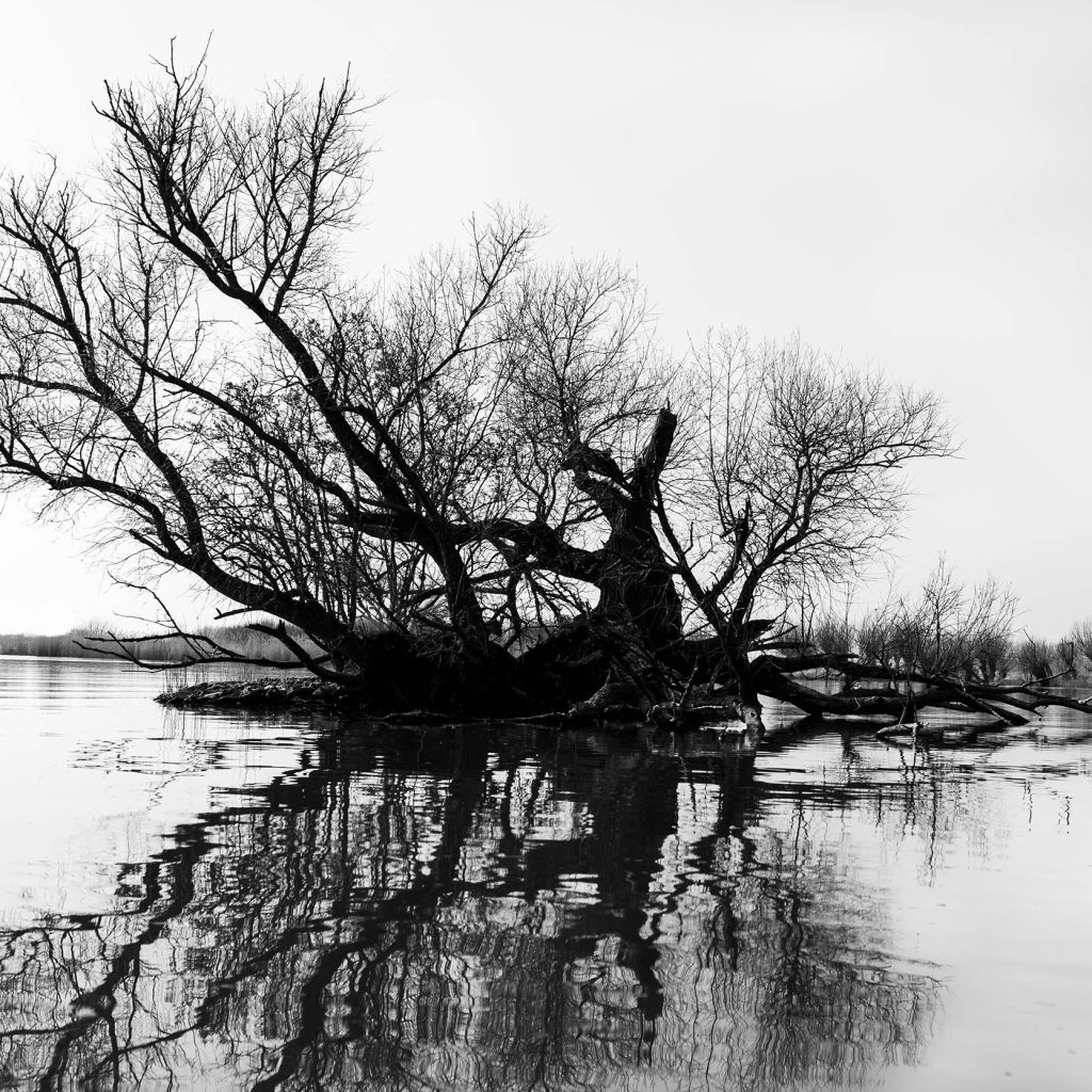 Biesbosch 5