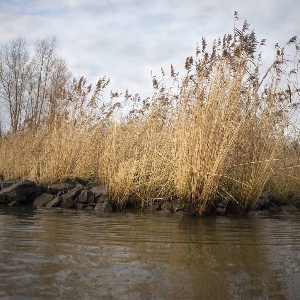 Biesbosch 8